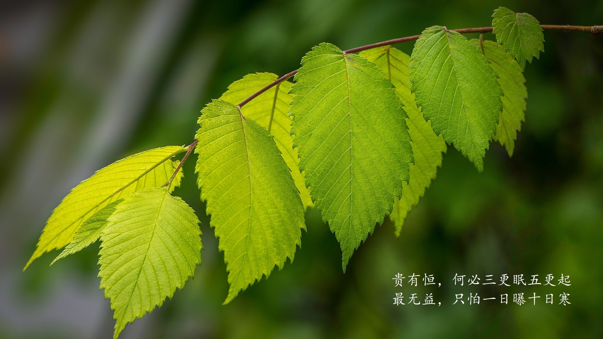 巴萨青训新星破门，拉玛西亚再出神童，巴萨首发11人拉玛西亚