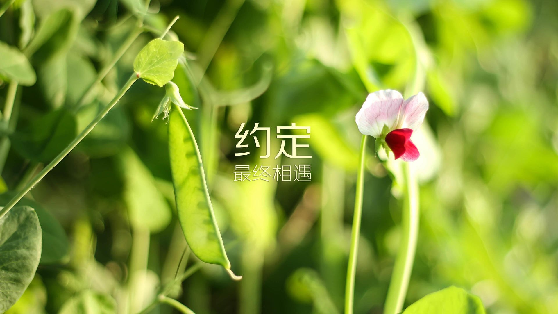 青少年足球普及计划在全球广泛推行，未来希望无限，青少年足球政策